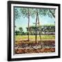 The Young Pine, 2009-Noel Paine-Framed Giclee Print