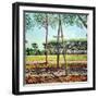 The Young Pine, 2009-Noel Paine-Framed Giclee Print