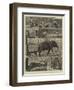 The Young Princes on their Cruise, Notes at an Elephant Kraal Near Awisawella, Ceylon-null-Framed Giclee Print