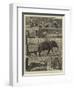 The Young Princes on their Cruise, Notes at an Elephant Kraal Near Awisawella, Ceylon-null-Framed Giclee Print