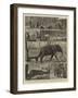 The Young Princes on their Cruise, Notes at an Elephant Kraal Near Awisawella, Ceylon-null-Framed Giclee Print