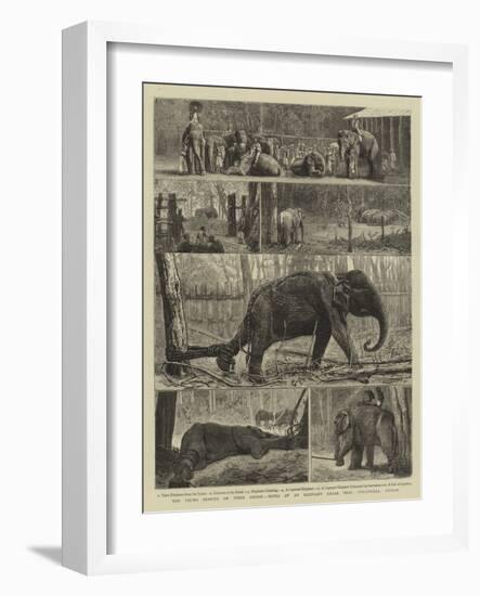 The Young Princes on their Cruise, Notes at an Elephant Kraal Near Awisawella, Ceylon-null-Framed Giclee Print