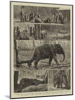 The Young Princes on their Cruise, Notes at an Elephant Kraal Near Awisawella, Ceylon-null-Mounted Giclee Print