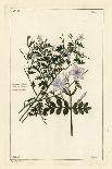 Low Mallow or Round-Leaved Mallow, Malva Pusilla-The Younger Dupin-Giclee Print