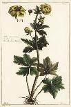 Elkhorn Plant, Rhombophyllum Dolabriforme (Hatchet-Leaved Fig Marigold, Mesembryanthemum Dolabrifor-The Younger Dupin-Giclee Print