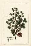 Elkhorn Plant, Rhombophyllum Dolabriforme (Hatchet-Leaved Fig Marigold, Mesembryanthemum Dolabrifor-The Younger Dupin-Giclee Print