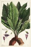 European Holly, Ilex Aquifolium, Linn-The Younger Dupin-Framed Giclee Print