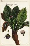 Globeflower, Trollius Europaeus, Linn-The Younger Dupin-Giclee Print
