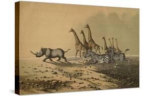The Zebra, The Giraffe, The White Rhinoceros-null-Stretched Canvas