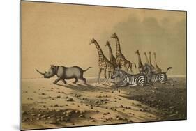 The Zebra, The Giraffe, The White Rhinoceros-null-Mounted Giclee Print