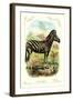 The Zebra-null-Framed Art Print