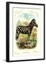 The Zebra-null-Framed Art Print