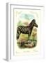 The Zebra-null-Framed Art Print