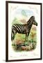 The Zebra-null-Framed Premium Giclee Print