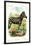 The Zebra-null-Framed Premium Giclee Print