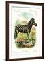 The Zebra-null-Framed Art Print