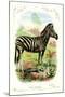 The Zebra-null-Mounted Art Print