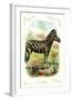 The Zebra-null-Framed Art Print