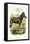 The Zebra-null-Framed Stretched Canvas