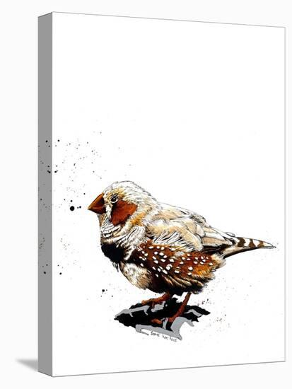 The Zebrafinch on White, 2019, (Pen and Ink)-Mike Davis-Stretched Canvas