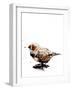 The Zebrafinch on White, 2019, (Pen and Ink)-Mike Davis-Framed Giclee Print