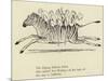 The Zigzag Zealous Zebra-Edward Lear-Mounted Giclee Print
