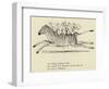 The Zigzag Zealous Zebra-Edward Lear-Framed Giclee Print