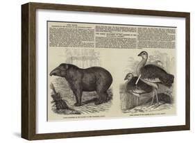 The Zoological Society, London-null-Framed Giclee Print