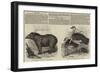 The Zoological Society, London-null-Framed Giclee Print