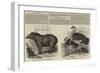 The Zoological Society, London-null-Framed Giclee Print