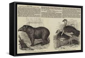 The Zoological Society, London-null-Framed Stretched Canvas