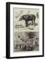 The Zoological Society's Gardens-null-Framed Giclee Print