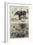 The Zoological Society's Gardens-null-Framed Giclee Print