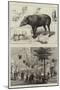 The Zoological Society's Gardens-null-Mounted Giclee Print