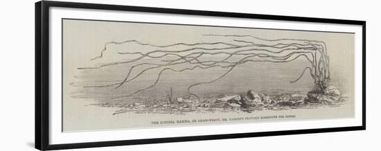 The Zostera Marina, or Grass-Wrack, Mr Harben's Proposed Substitute for Cotton-null-Framed Premium Giclee Print