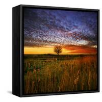 Thee Lone Tree-Adrian Campfield-Framed Stretched Canvas