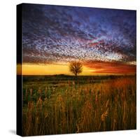 Thee Lone Tree-Adrian Campfield-Stretched Canvas