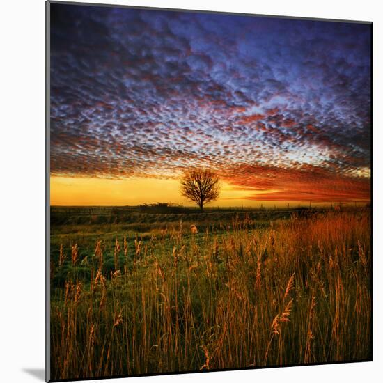 Thee Lone Tree-Adrian Campfield-Mounted Photographic Print