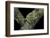 Theloderma Corticale (Tonkin Bug-Eyed Frog, Mossy Frog)-Paul Starosta-Framed Photographic Print