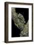 Theloderma Corticale (Tonkin Bug-Eyed Frog, Mossy Frog)-Paul Starosta-Framed Photographic Print