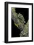 Theloderma Corticale (Tonkin Bug-Eyed Frog, Mossy Frog)-Paul Starosta-Framed Photographic Print