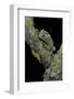 Theloderma Corticale (Tonkin Bug-Eyed Frog, Mossy Frog)-Paul Starosta-Framed Photographic Print