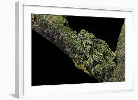 Theloderma Corticale (Tonkin Bug-Eyed Frog, Mossy Frog)-Paul Starosta-Framed Photographic Print