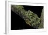 Theloderma Corticale (Tonkin Bug-Eyed Frog, Mossy Frog)-Paul Starosta-Framed Photographic Print