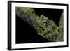 Theloderma Corticale (Tonkin Bug-Eyed Frog, Mossy Frog)-Paul Starosta-Framed Photographic Print