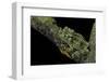 Theloderma Corticale (Tonkin Bug-Eyed Frog, Mossy Frog)-Paul Starosta-Framed Photographic Print