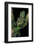 Theloderma Corticale (Tonkin Bug-Eyed Frog, Mossy Frog)-Paul Starosta-Framed Photographic Print