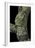 Theloderma Corticale (Tonkin Bug-Eyed Frog, Mossy Frog)-Paul Starosta-Framed Photographic Print