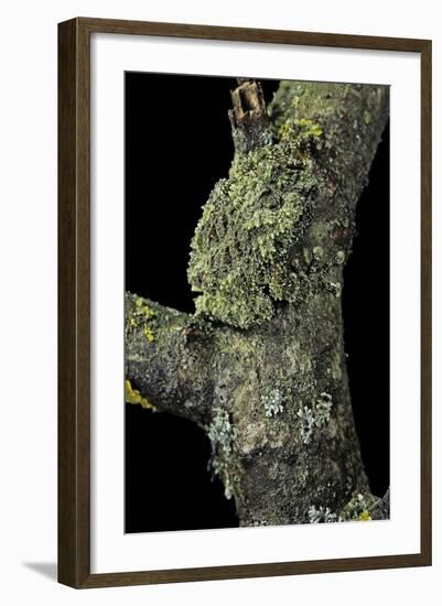 Theloderma Corticale (Tonkin Bug-Eyed Frog, Mossy Frog)-Paul Starosta-Framed Photographic Print