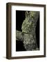 Theloderma Corticale (Tonkin Bug-Eyed Frog, Mossy Frog)-Paul Starosta-Framed Photographic Print